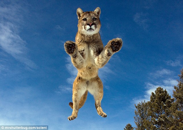 cougar fling cougar fling